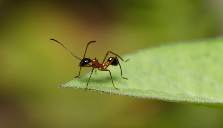 El éxito mundial de las hormigas y su relación con la evolución de las plantas