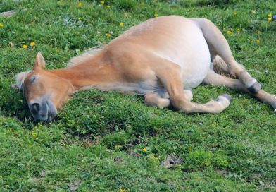 Informes erróneos de caballos muertos en Nueva Zelanda debido a su postura única de sueño