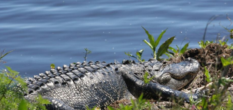 Encuentran el cuerpo de un niño de dos años en la boca de un cocodrilo en Florida