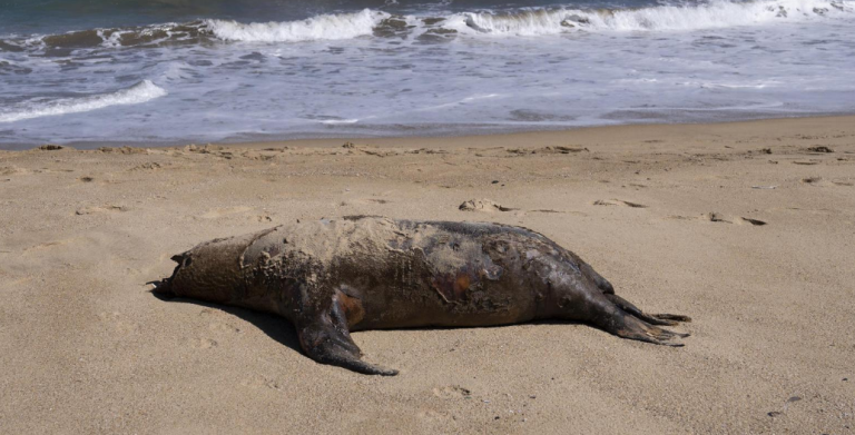 Epidemia de gripe aviar mata a cientos de focas y pingüinos en Chile