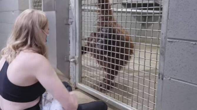 Cómo un zoológico ayudó a una orangután primeriza a ser madre